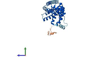 Protein Structure (PS) image for Regulator of Microtubule Dynamics 1 (RMDN1) (AA 1-305) protein (His tag) (ABIN7561360)