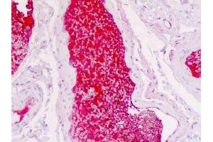 Anti-SERPINA1 / Alpha 1 Antitrypsin antibody IHC staining of human colon, vessel plasma. (SERPINA1 antibody)