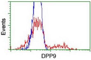 HEK293T cells transfected with either RC224465 overexpress plasmid (Red) or empty vector control plasmid (Blue) were immunostained by anti-DPP9 antibody (ABIN2455565), and then analyzed by flow cytometry. (DPP9 antibody)