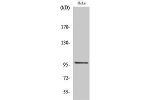 Western Blotting (WB) image for anti-Upstream Binding Transcription Factor, RNA Polymerase I (UBTF) (Internal Region) antibody (ABIN3187401)