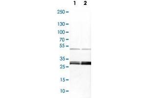 Western Blot analysis of Lane 1: NIH-3T3 cell lysate (mouse embryonic fibroblast cells) and Lane 2: NBT-II cell lysate (Wistar rat bladder tumor cells) with YWHAE polyclonal antibody . (YWHAE antibody)