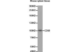 Western blot analysis of extracts of mouse spleen, using CD68 antibody (ABIN5973216). (CD68 antibody)