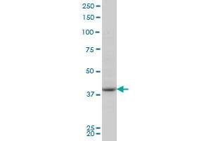 PBK monoclonal antibody (M03), clone 2D6 Western Blot analysis of PBK expression in NIH/3T3 . (PBK antibody  (AA 1-322))