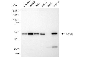 Western blotting analysis using EXOG antibody (ABIN7798439).
