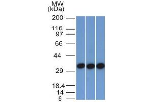Western Blotting (WB) image for anti-Epithelial Cell Adhesion Molecule (EPCAM) (AA 77-202), (Extracellular Domain) antibody (ABIN6383801)
