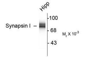 Image no. 2 for anti-Synapsin I (SYN1) antibody (ABIN305714) (SYN1 antibody)