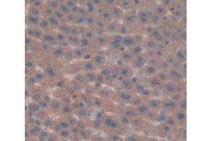 IHC-P analysis of Rat Tissue, with DAB staining. (FDFT1 antibody  (AA 187-416))