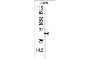 Western blot analysis of anti-JUND Antibody  (ABIN391618 and ABIN2837971) in Jurkat cell line lysates (35 μg/lane). (JunD antibody  (AA 233-262))