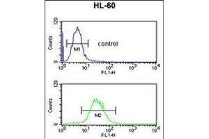 IGH Antibody (C-Term) (ABIN652729 and ABIN2837850) flow cytometric analysis of HL-60 cells (bottom histogram) compared to a negative control cell (top histogram).
