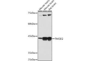 Western blot analysis of extracts of various cell lines, using TMOD2 Rabbit mAb (ABIN7271011) at 1:1000 dilution. (TMOD2 antibody)