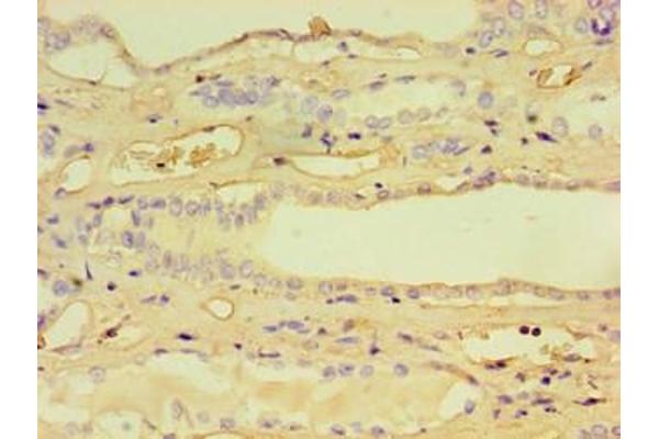 CCBL1 antibody  (AA 1-372)