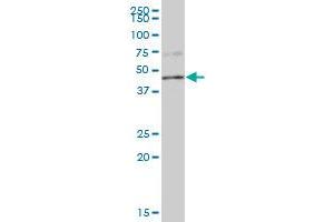 PPP1R7 MaxPab polyclonal antibody. (PPP1R7 antibody  (AA 1-360))