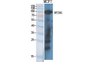 Western Blot (WB) analysis of specific cells using MYSM1 Polyclonal Antibody. (MYSM1 antibody  (Internal Region))