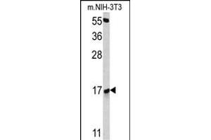 Western blot analysis of RBM3 antibody (Center) (ABIN391593 and ABIN2841522) in NIH-3T3 cell line lysates (35 μg/lane). (RBM3 antibody  (AA 55-84))