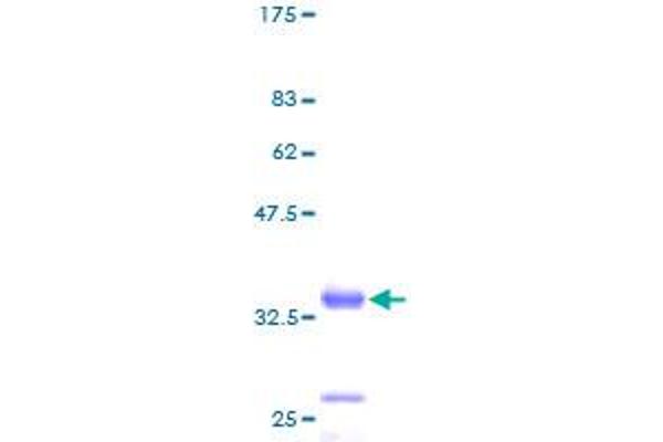 RPL38 Protein (AA 1-70) (GST tag)