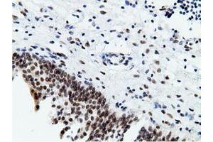 Image no. 13 for anti-EPM2A (Laforin) Interacting Protein 1 (EPM2AIP1) antibody (ABIN1498047) (EPM2AIP1 antibody)