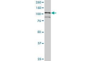 HNRNPUL1 antibody  (AA 1-804)