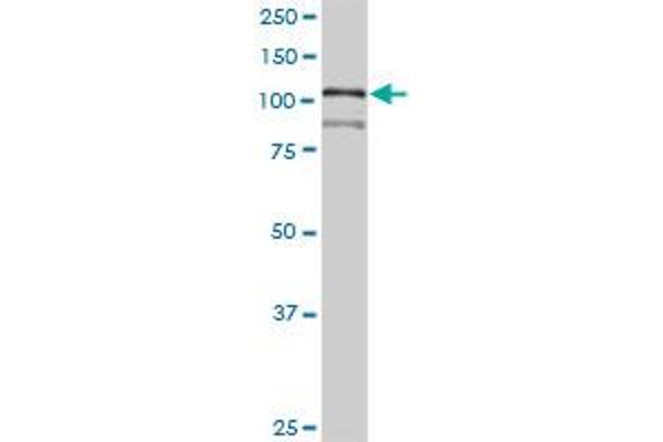 HNRNPUL1 antibody  (AA 1-804)