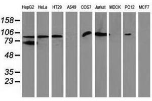 Image no. 2 for anti-Gephyrin (GPHN) antibody (ABIN1498431) (Gephyrin antibody)
