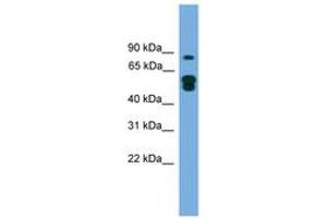 KIAA1609 antibody  (N-Term)
