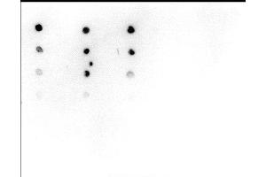 Dot Blot analysis was performed with peptides containing a variety of histone modifications and the unmodified H4. (Histone H4 antibody  (acLys5))