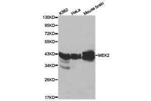 Western Blotting (WB) image for anti-Mitogen-Activated Protein Kinase Kinase 2 (MAP2K2) antibody (ABIN1873604) (MEK2 antibody)