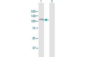 Western Blot analysis of RAPGEF3 expression in transfected 293T cell line by RAPGEF3 MaxPab polyclonal antibody. (RAPGEF3 antibody  (AA 1-881))
