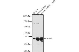 Western blot analysis of extracts of various cell lines, using IGFBP5 antibody (ABIN3022435, ABIN3022436, ABIN3022437 and ABIN6218818) at 1:1000 dilution. (IGFBP5 antibody  (AA 21-272))