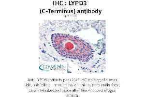 Image no. 1 for anti-LY6/PLAUR Domain Containing 3 (LYPD3) (C-Term) antibody (ABIN1736619) (LYPD3 antibody  (C-Term))