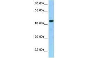 Image no. 1 for anti-G Protein-Coupled Estrogen Receptor 1 (GPER) (AA 276-325) antibody (ABIN6748230) (GPER antibody  (AA 276-325))