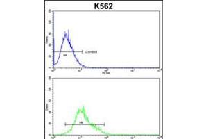 Flow cytometric analysis of k562 cells (bottom histogram) compared to a negative control cell (top histogram). (PPID antibody  (N-Term))