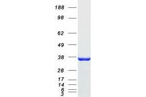 Validation with Western Blot (Annexin a10 Protein (Myc-DYKDDDDK Tag))