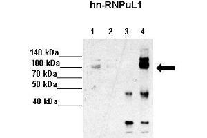 Amount and Sample Type :  Lane 1: 5% InputLane 2: 5% SupLane 3: Normal IgGLane 4: hn-RNPUL1 ppt. (HNRNPUL1 antibody  (C-Term))