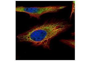 ICC/IF Image Confocal immunofluorescence analysis (Olympus FV10i) of paraformaldehyde-fixed HeLa, using PNPase, antibody (Green) at 1:500 dilution. (PNPT1 antibody)