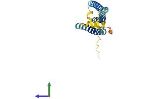 AlphaFold protein structure predicition of Human Recombinant OR13C6P Protein, UniprotID Q8NH95 (OR13C6P Protein (AA 1-151) (His tag))
