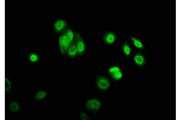 SHF antibody  (AA 1-159)