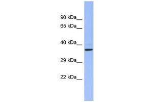 WB Suggested Anti-CHRFAM7A Antibody Titration:  0. (CHRFAM7A antibody  (Middle Region))