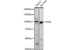 Western blot analysis of extracts of various cell lines, using PIGR antibody (ABIN6128562, ABIN6145618, ABIN6145620 and ABIN6221728) at 1:1000 dilution. (PIGR antibody  (AA 661-764))