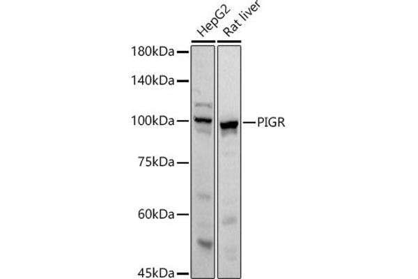 PIGR antibody  (AA 661-764)