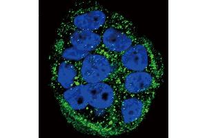 Confocal immunofluorescent analysis of FXN Antibody (Center) (ABIN390378 and ABIN2840780) with WiDr cell followed by Alexa Fluor 488-conjugated goat anti-rabbit lgG (green). (Frataxin antibody  (AA 72-102))