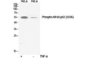 Western Blot (WB) analysis of specific cells using Phospho-NFkappaB-p65 (S536) Polyclonal Antibody. (NF-kB p65 antibody  (pSer536))