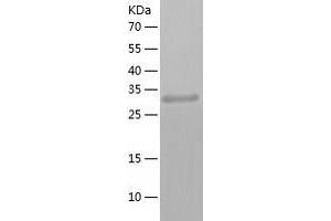 Western Blotting (WB) image for Nanog Homeobox (NANOG) (AA 2-305) protein (His tag) (ABIN7124111) (Nanog Protein (AA 2-305) (His tag))