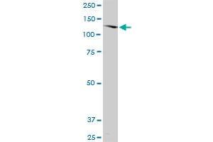 SORCS2 antibody  (AA 802-900)