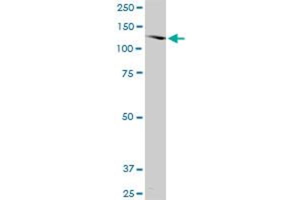 SORCS2 antibody  (AA 802-900)