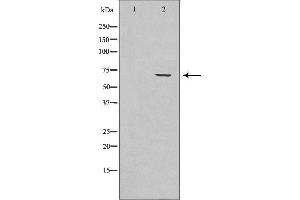 Western blot analysis of Hela cell lysate, using TGFBI  Antibody.