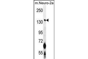 Western blot analysis in mouse Neuro-2a cell line lysates (35ug/lane). (CAMSAP1 antibody  (N-Term))
