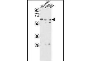 Western blot analysis of GNS Antibody (Center ) (ABIN390493 and ABIN2840852) in NCI-, Hela, 293 cell line lysates (35 μg/lane). (GNS antibody  (AA 283-313))