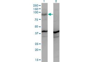 Western Blot analysis of PCDHGA2 expression in transfected 293T cell line by PCDHGA2 monoclonal antibody (M01A), clone 2A7. (PCDHGA2 antibody  (AA 223-331))