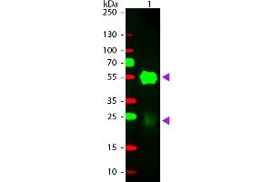 Western Blotting (WB) image for Goat anti-Rabbit IgG (Heavy & Light Chain) antibody (TRITC) (ABIN964975)