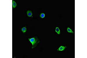 Immunofluorescent analysis of Hela cells using ABIN7165071 at dilution of 1:100 and Alexa Fluor 488-congugated AffiniPure Goat Anti-Rabbit IgG(H+L) (PRMT5 antibody  (AA 297-534))